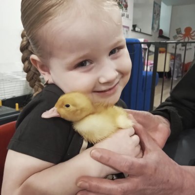 Duckling hatching activity